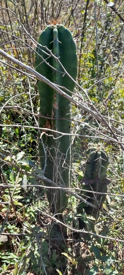Cereus 5