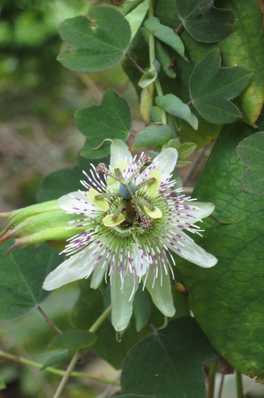 Passiflora 9