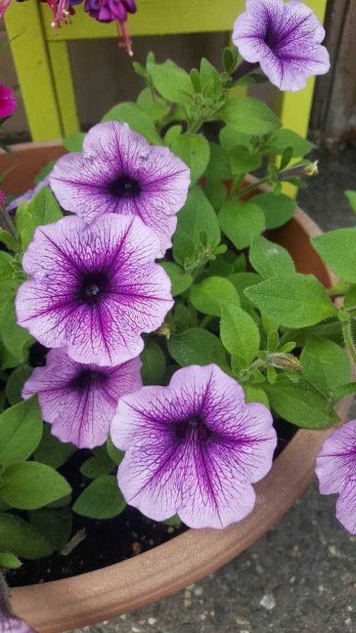 Petunia 6