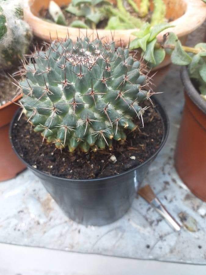 Mammillaria 9