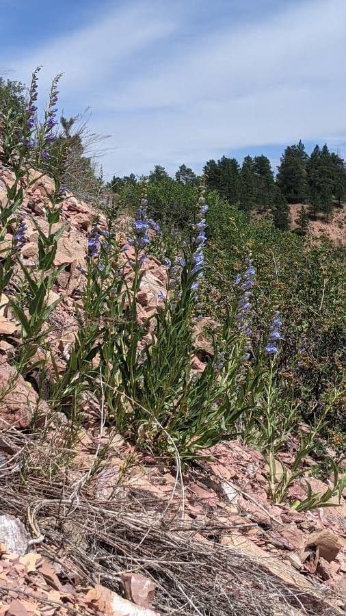 Penstemon 12