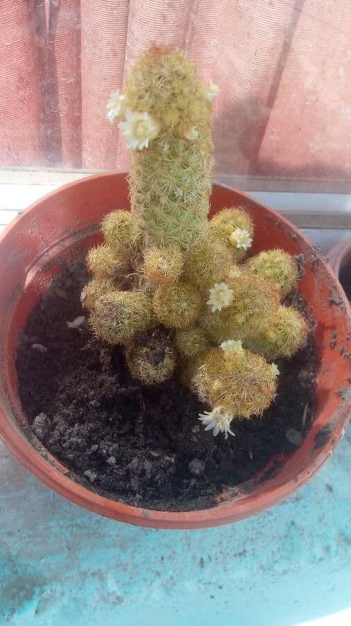 Cactus stella dorata 6