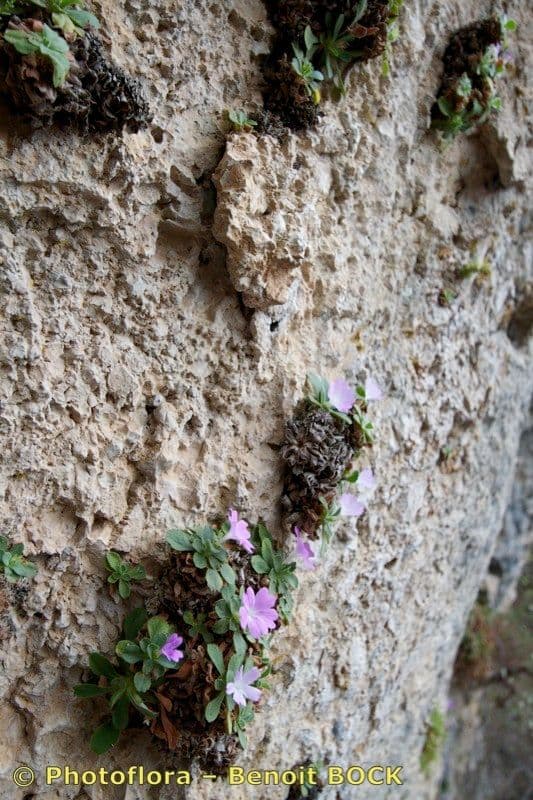 Primula 6