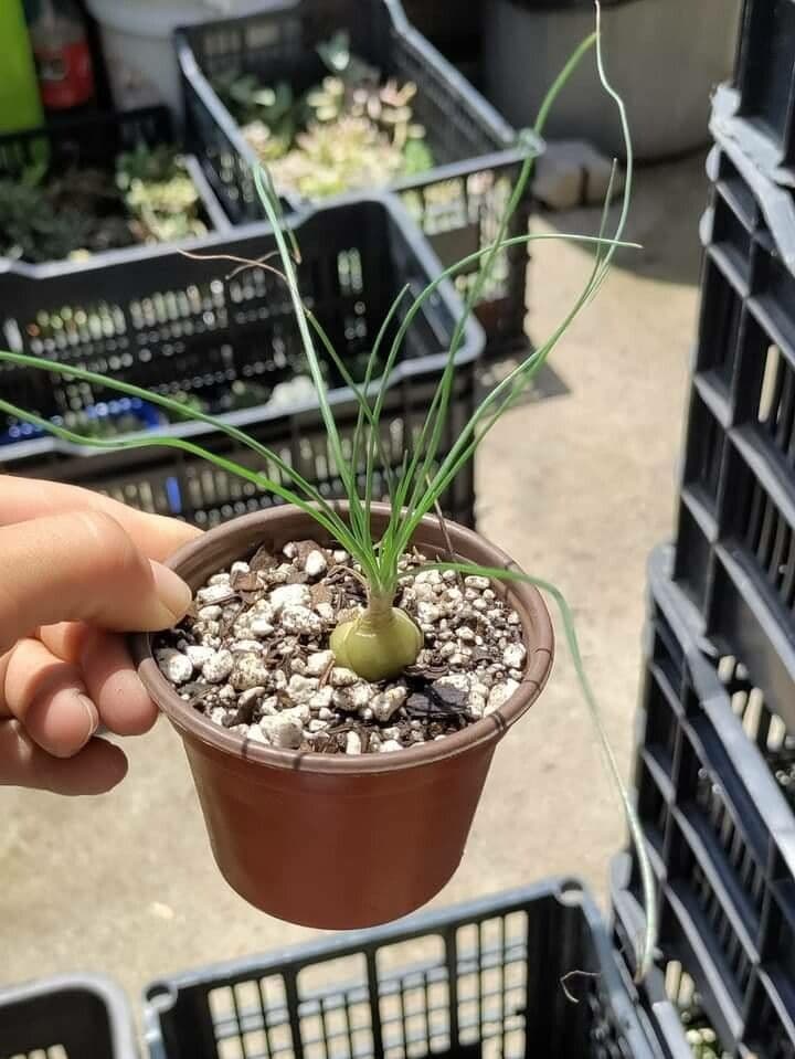 Albuca 10