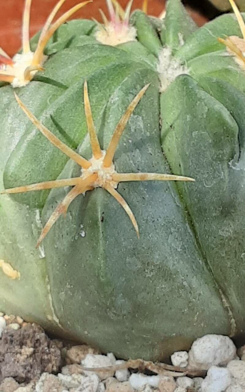 Cactus 2