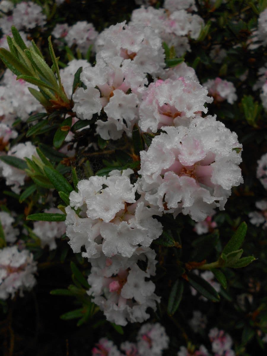 Rododendro