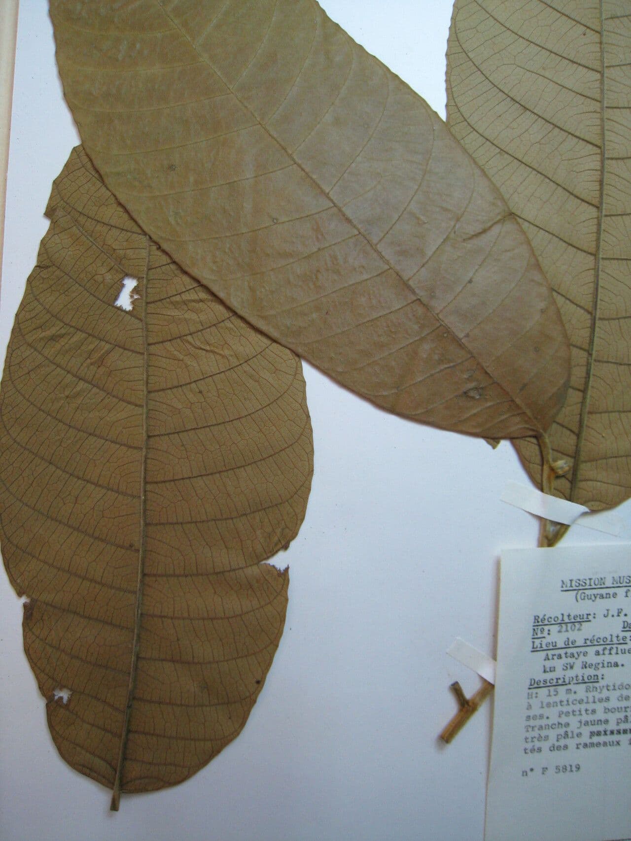 Helicostylis 15