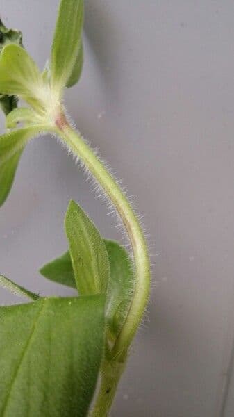 Richardia scabra 22
