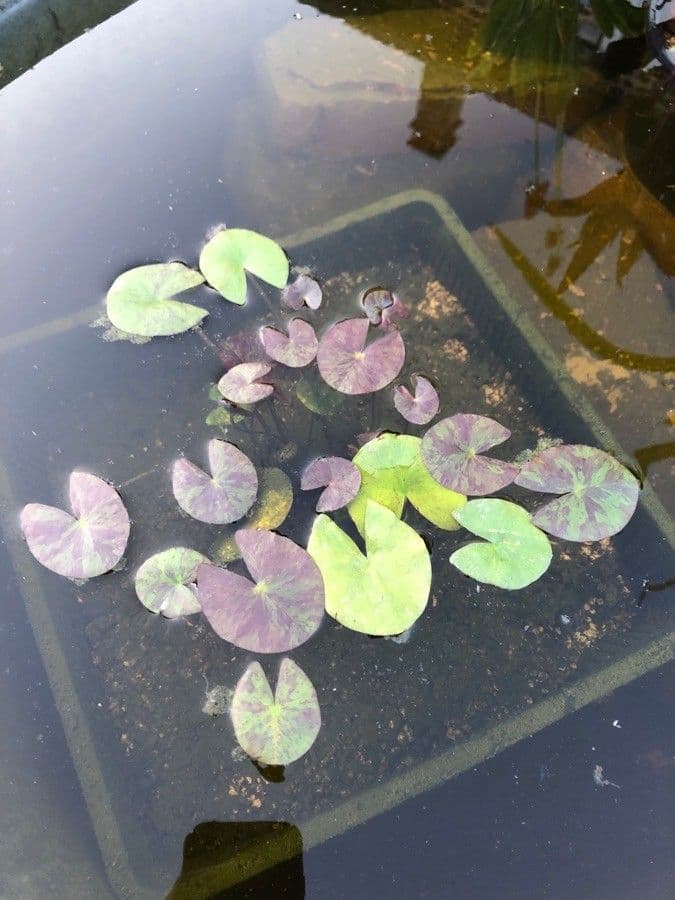 Ninfea tetragona 14