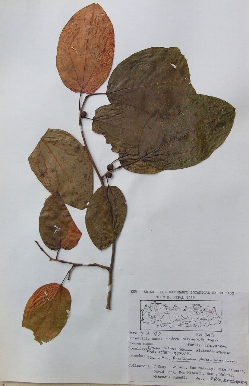 Lindera obtusiloba 13