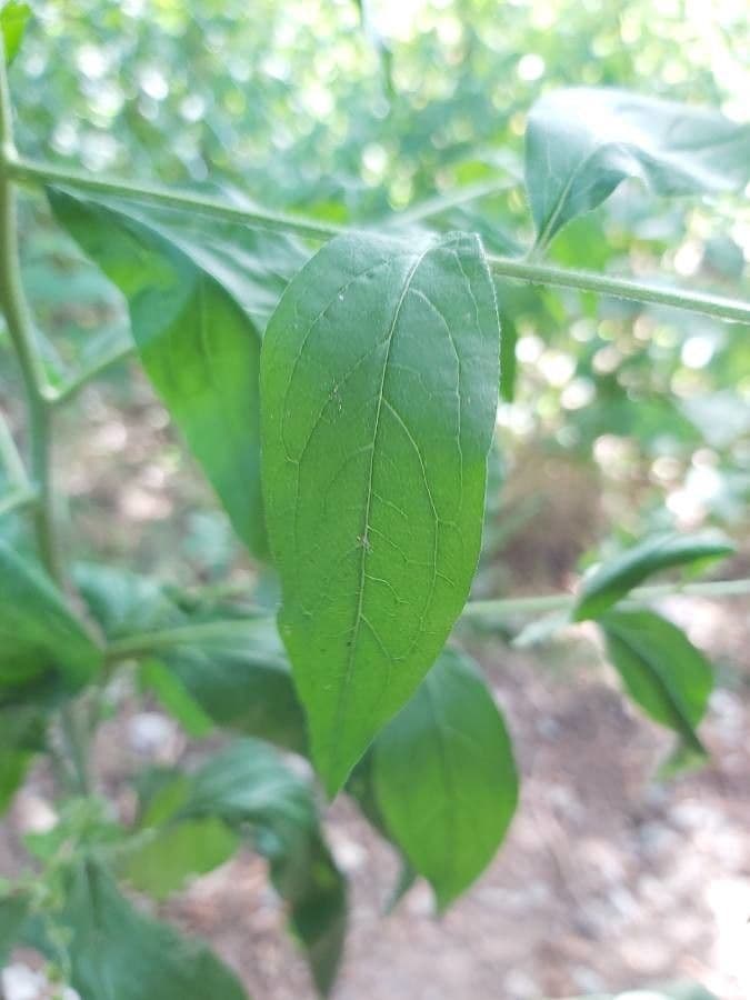 Hackelia virginiana 13
