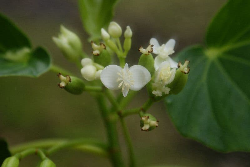 Begonia 3
