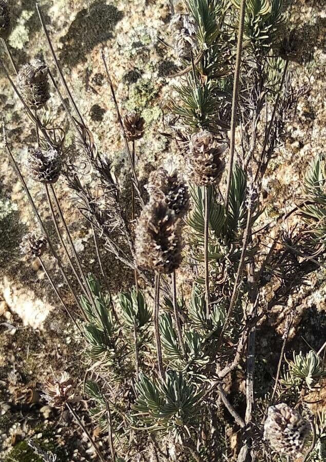 Lavanda selvatica 5
