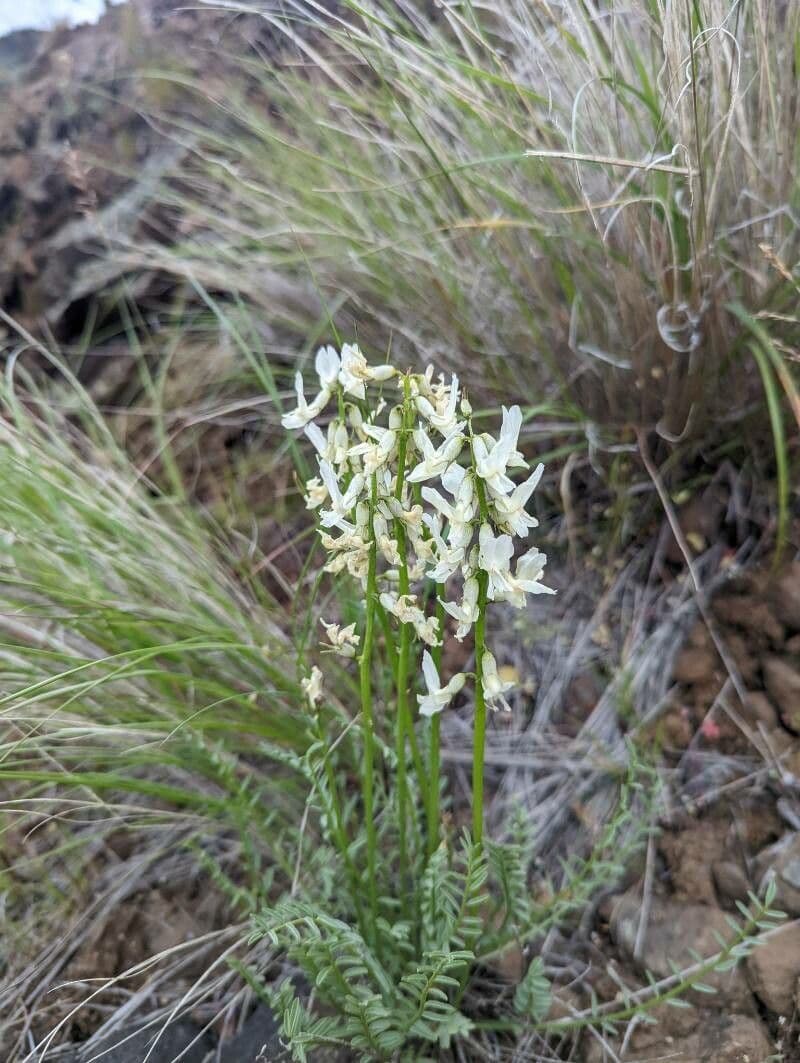 Astragalo