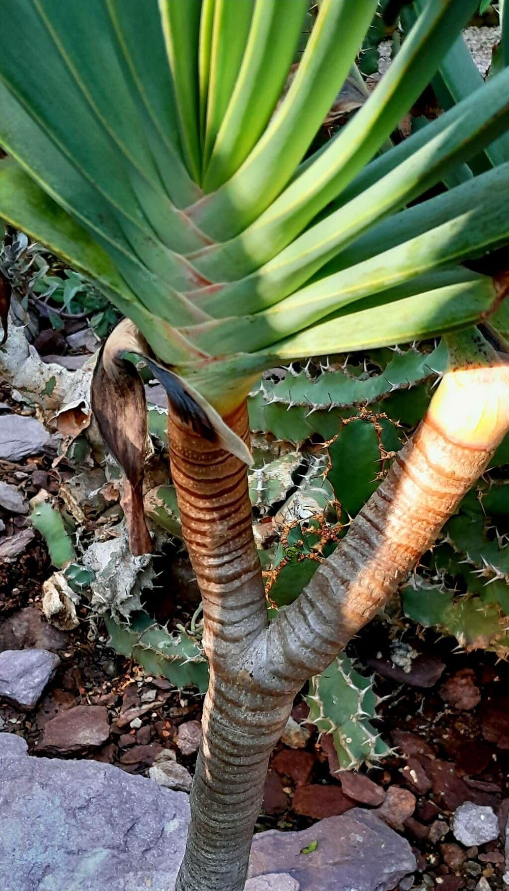 Kumara 18