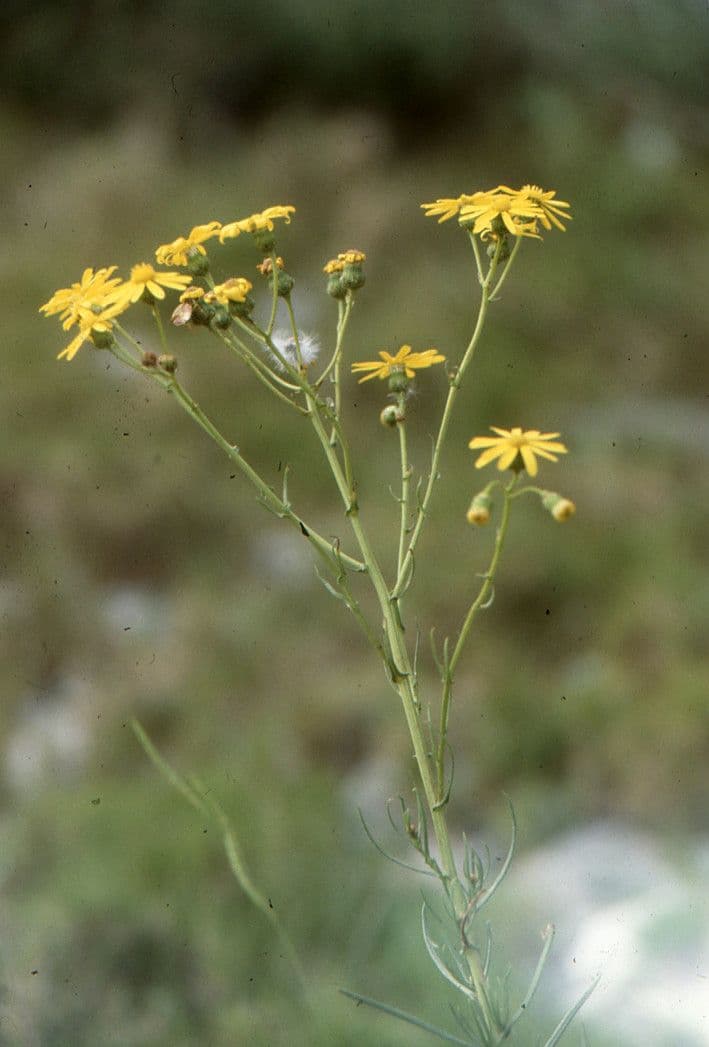 Schmalblättriges Greiskraut 26