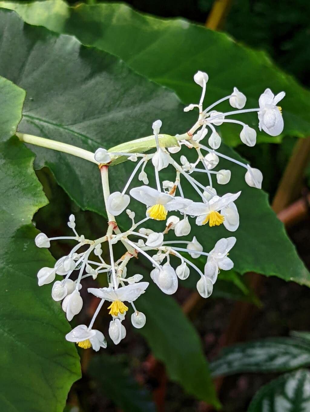 Begonia 4