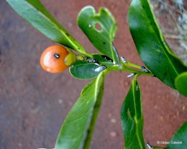 Diospyros