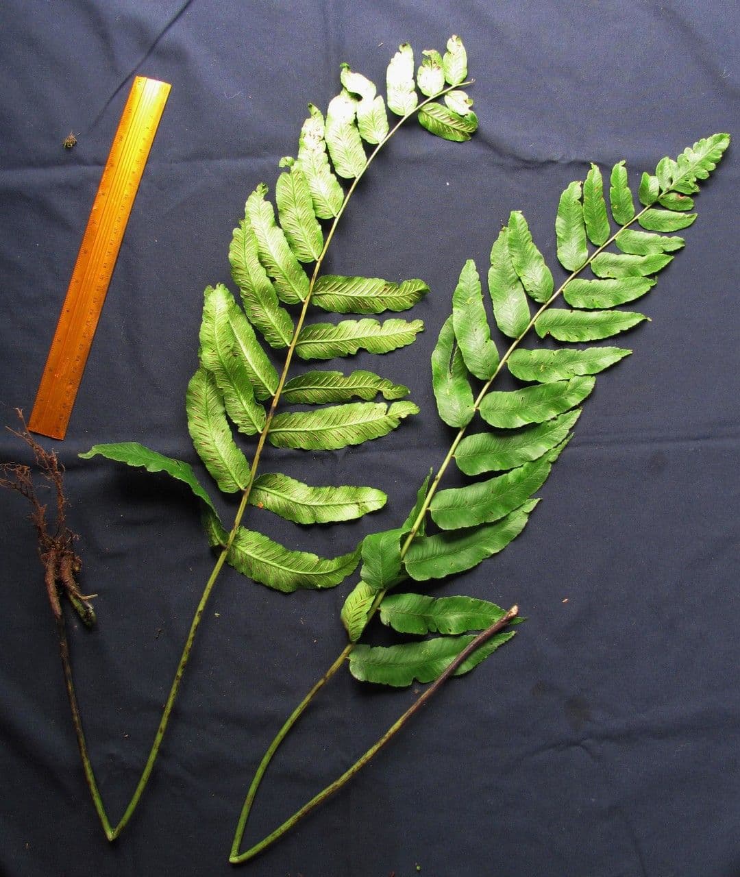 Blechnum 5