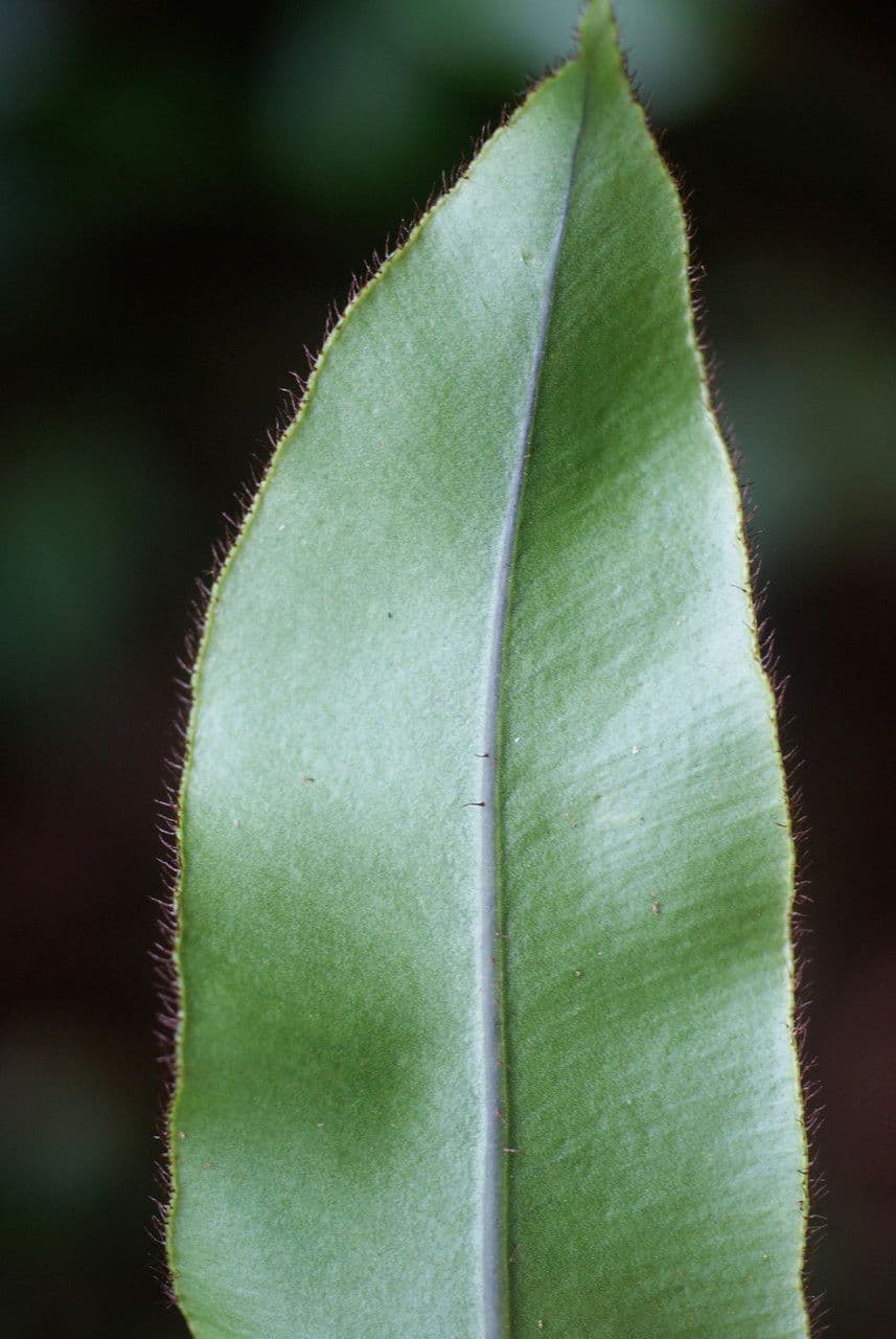 Elaphoglossum 8