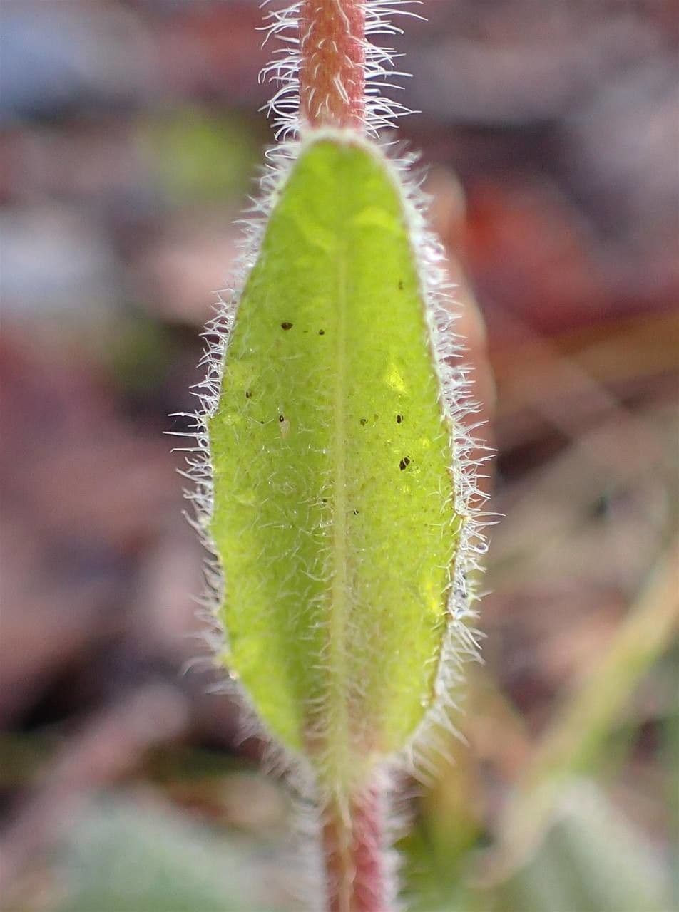 Arabis ciliata 16