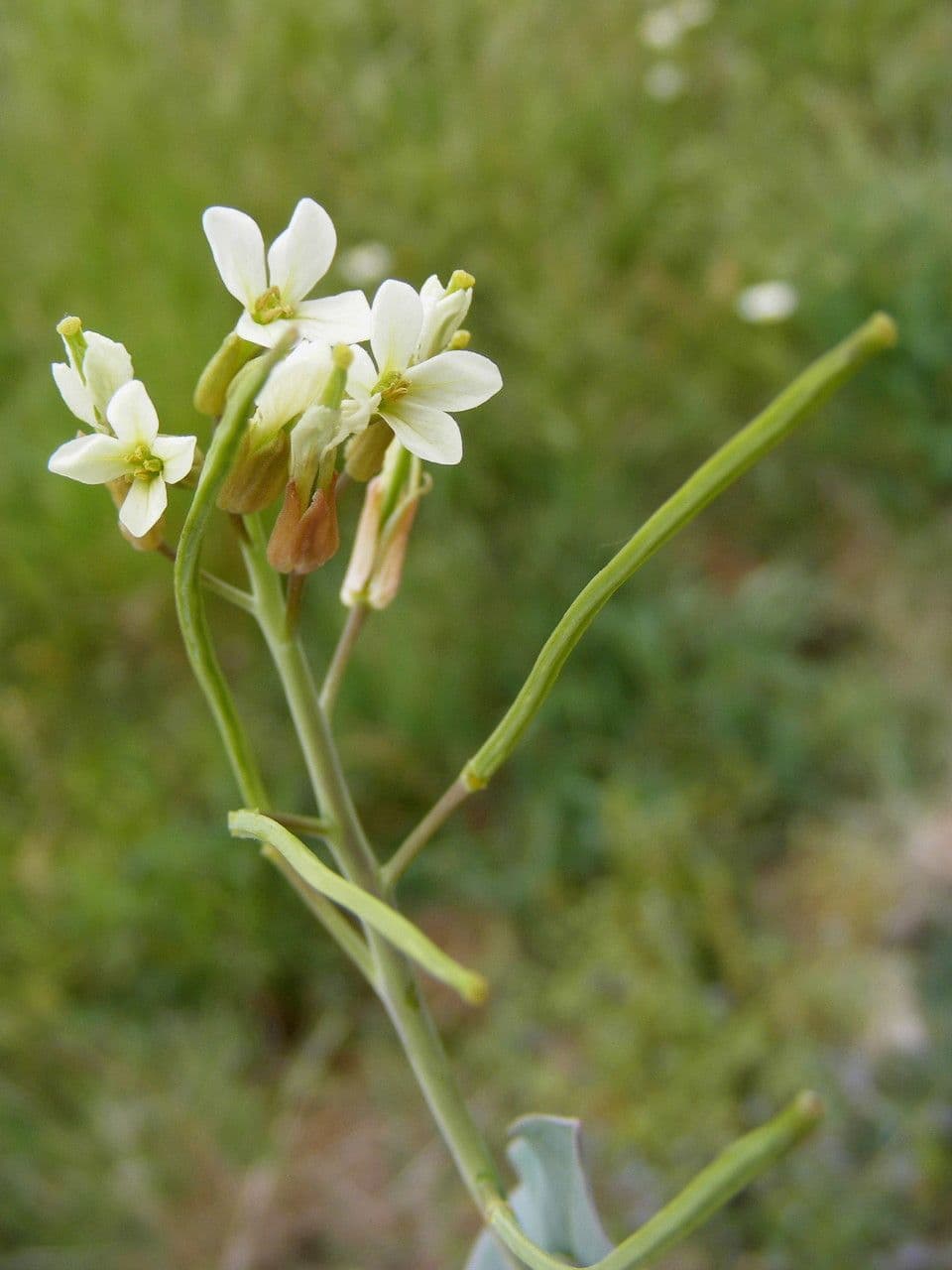 Conringia orientale 13