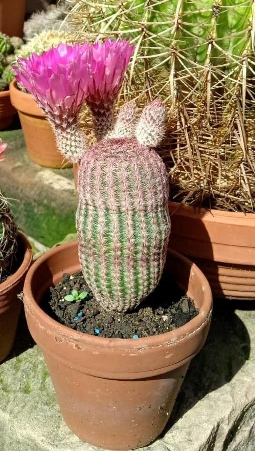 Cactus arcobaleno dell'Arizona 7