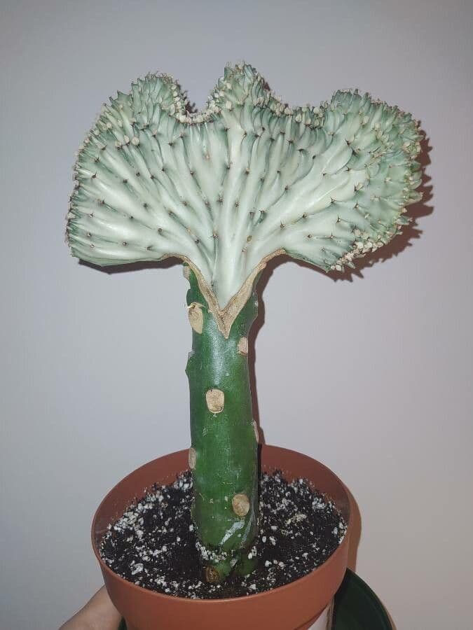 Euphorbe candélabre 4
