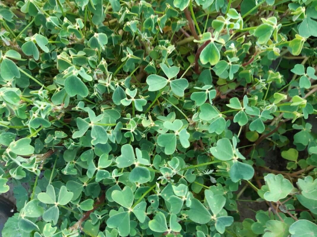 Acetosa tuberosa 8