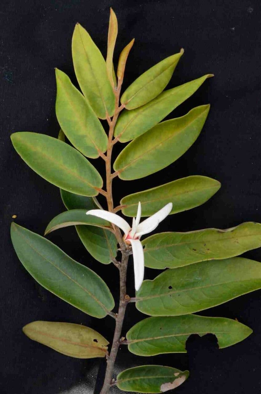 Monkey pepper 9
