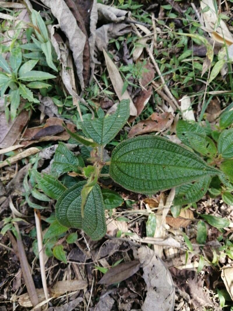 Miconia 5