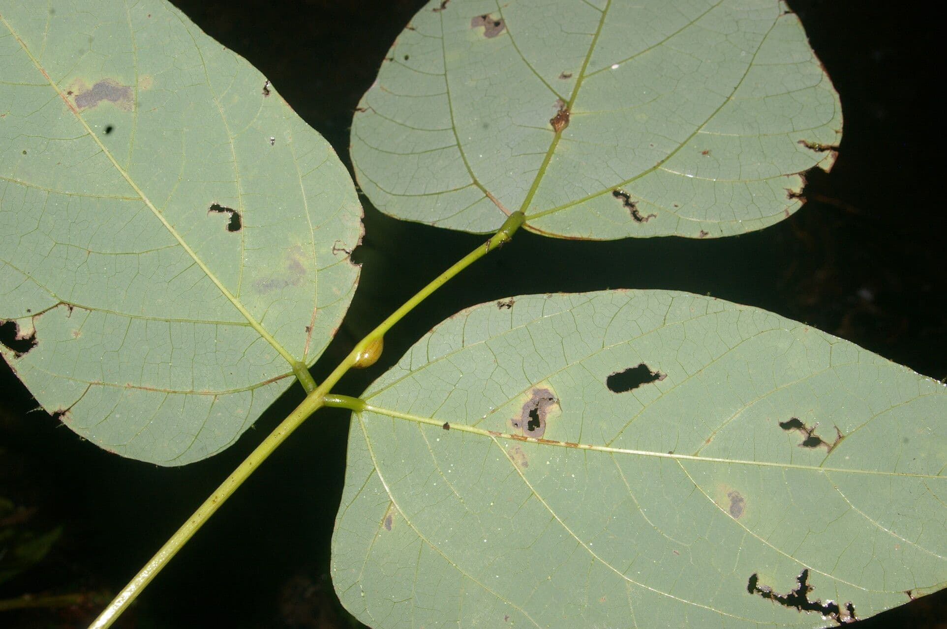 Erythrina garbatá 12