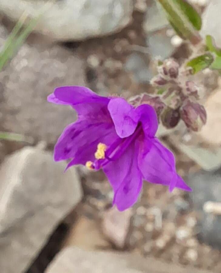 Mirabilis 3