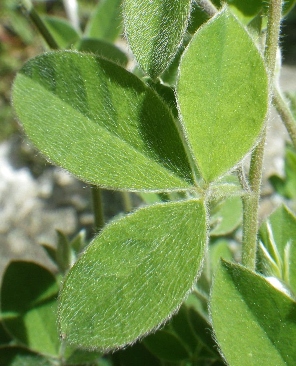 Vrbice 19