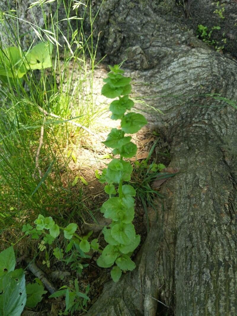 Triodanis przerosła 13