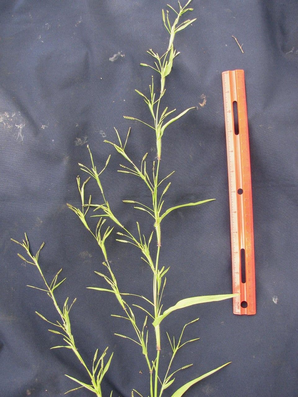 Erba granulosa 8