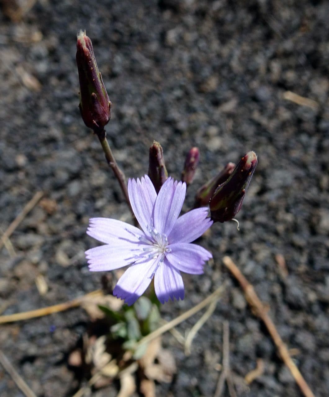 Scharfer Lattich 2