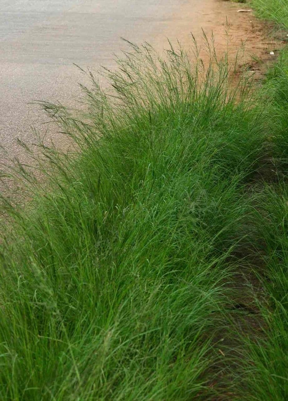 Eragrostis plana 2