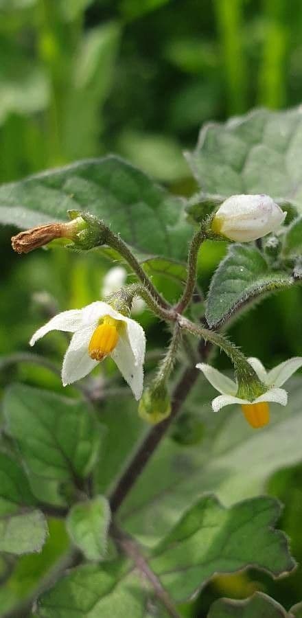 Solanum villosum 10