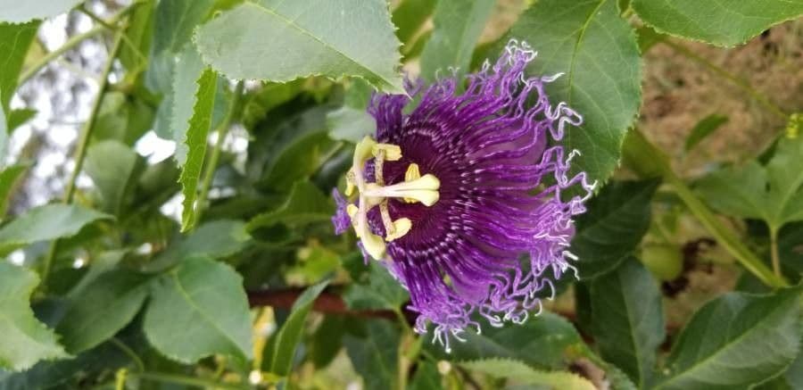 Passiflora laurifolia 7