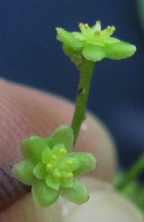 Eladioana Hyperbaena
