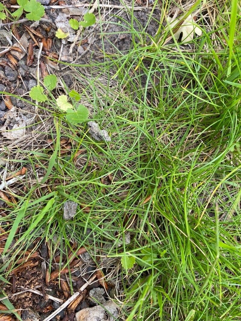 Dwarf sedge 16