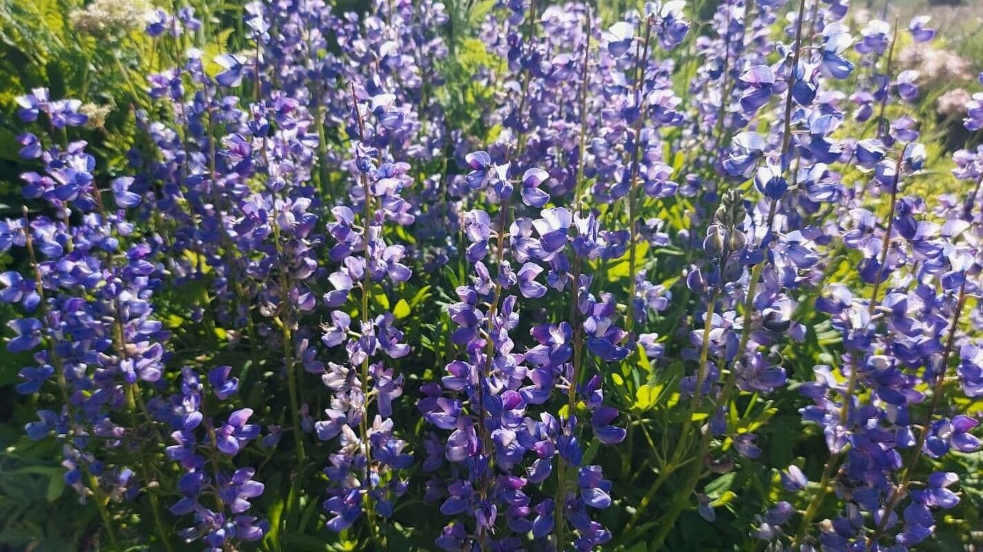 Nootka-Lupine 4