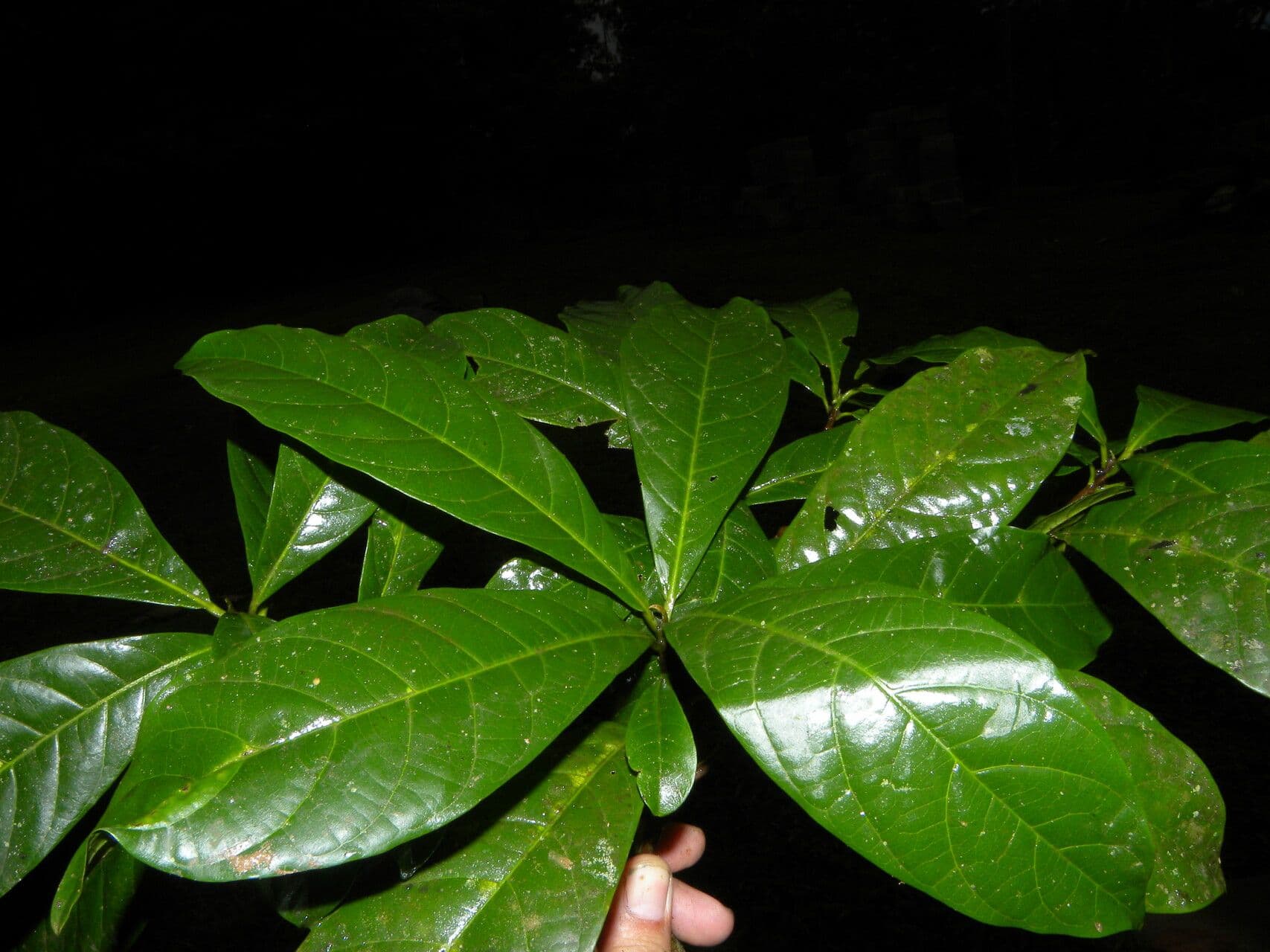 Sideroxylon