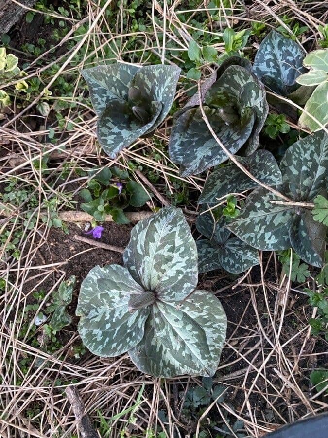 Trillium maculé 7