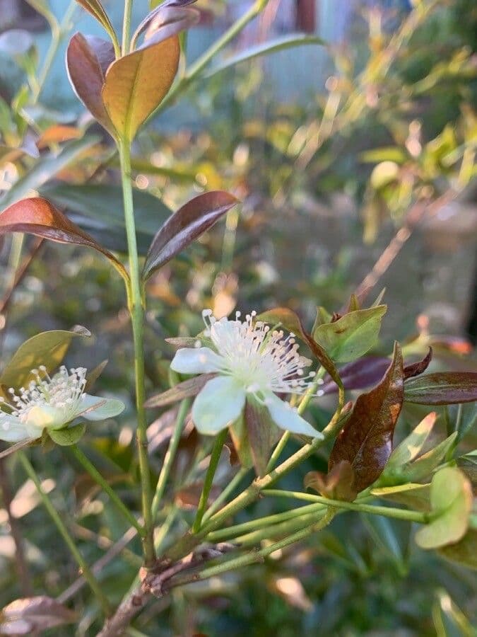 Eugenia 10