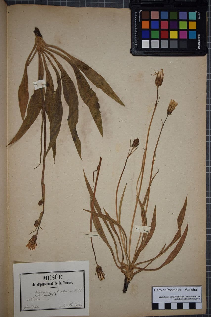 Scorzonera minore 26
