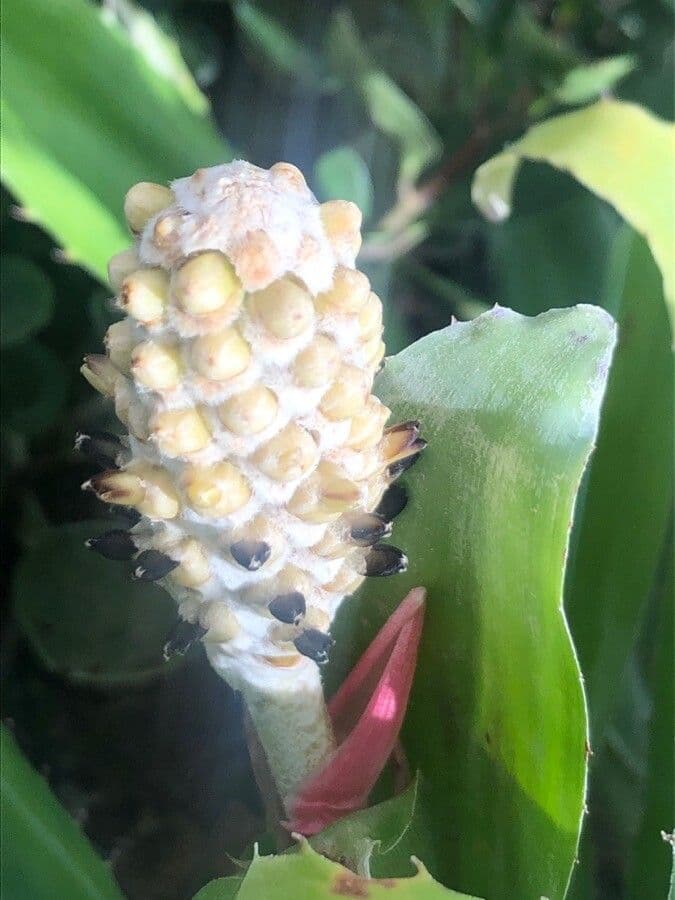 Aechmea