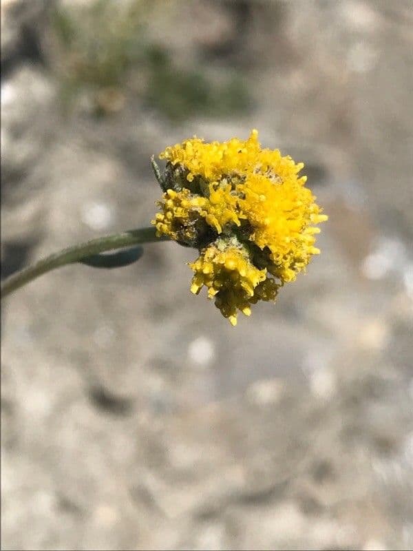 Artemisia glaciale