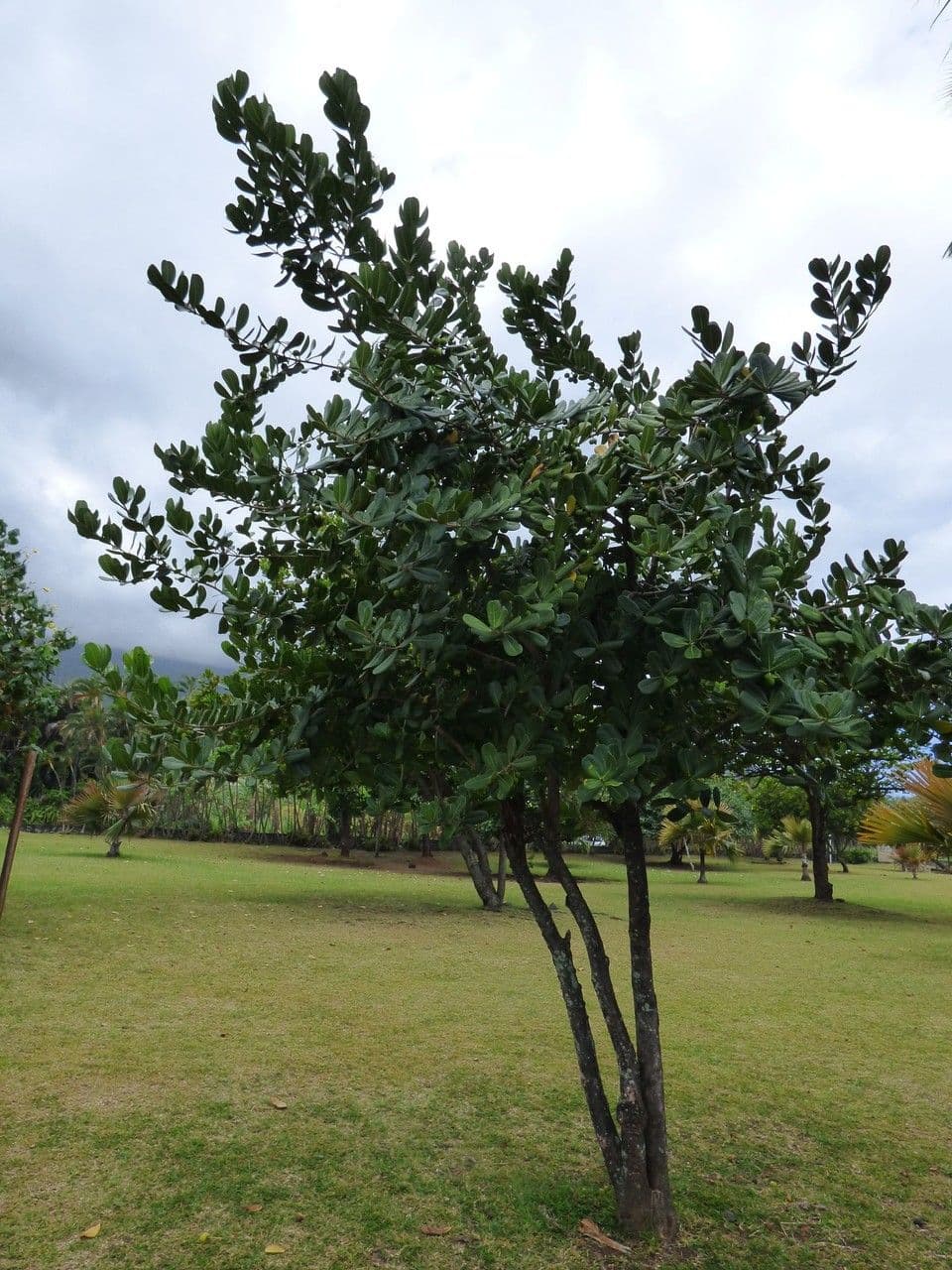Madagaskar-Olive 13